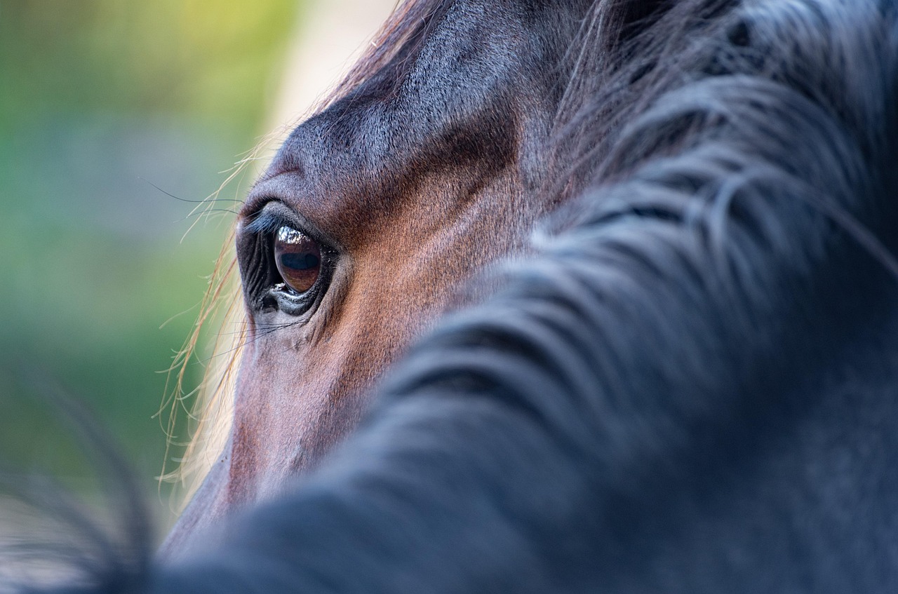 Hoe bescherm ik mijn paard tegen regen?